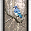 Blue Jay art print wall decor. Bird artwork for kitchen and bathroom.