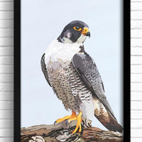Peregrine falcon art print wall decor. Bird artwork for kitchen and bathroom, peregrine falcon artwork, gift for bird lovers