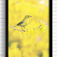Yellow pine warbler art print wall decor. Bird artwork for kitchen and bathroom.