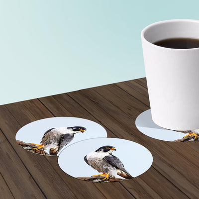 Peregrine Falcon Coasters: Bar Coaster 6-Piece Set