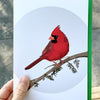 clearance christmas cards, red cardinal christmas card boxed set