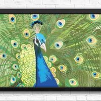 Peacock art print